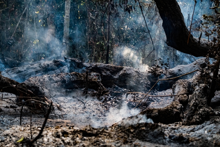 The smoldering remains of burned trees in the Amazon rainforest