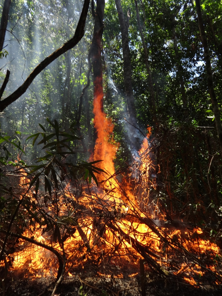 Flames lick up a tree trunk during a forest fire in the Amazon