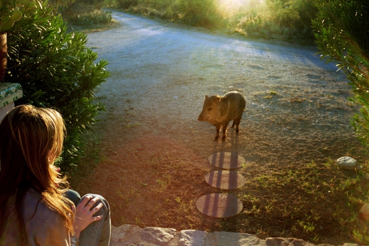woman looking at a javelina on a dirt path