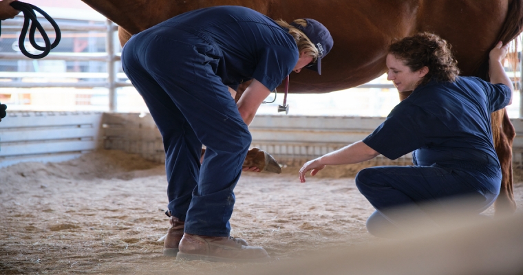 Students examine a horse's hoof.