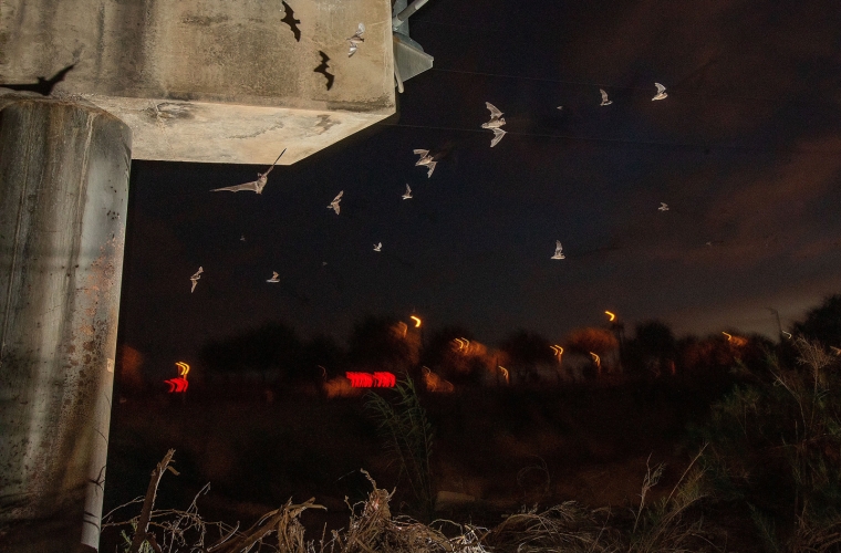 Mexican free-tailed bats during their nightly exit from the bridge at North Campbell Avenue and the Rillito River Mexican free-tailed bats exiting from their roost under a bridge