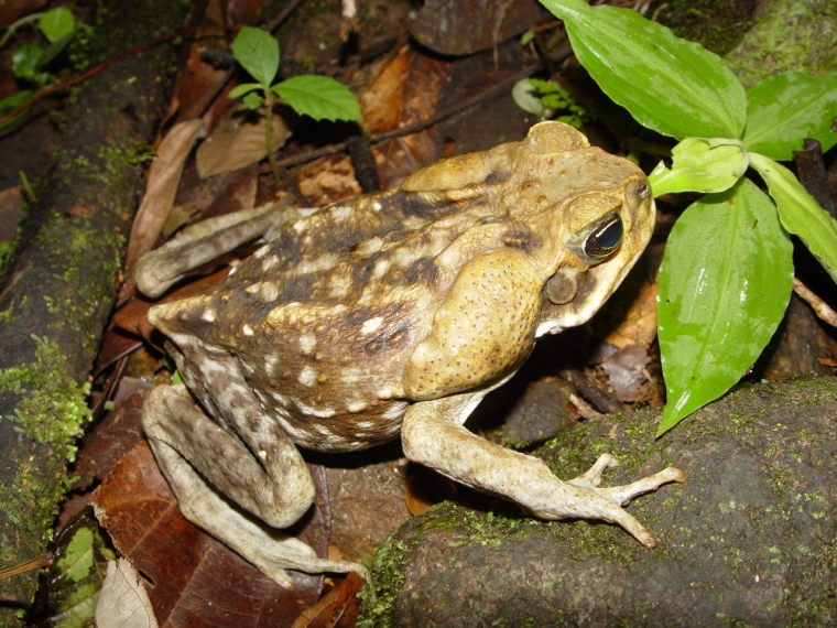 large toad