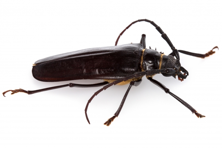 Palo Verde Borer Beetle identifiable by its long slender black body and long antennae