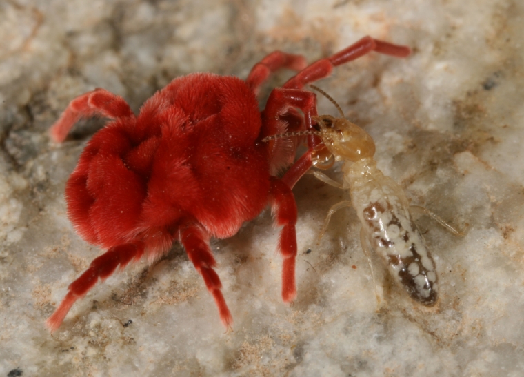 How To Get Rid of Carpet Beetles - A-Z Animals