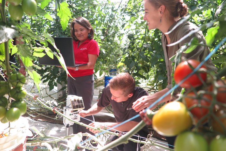 Two women stand while a man kneels, all in a field of tomato plants. The man is interacting with a white piece of technology while one woman holds a laptop and the other smiles.