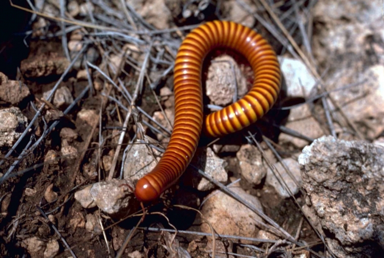 Desert Millipedes can range from 3 to 9 inches in length and are dark brownish colored but can sometimes be yellow.