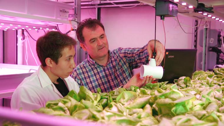 Brian Caplan and Murat Kacira examine one of the environmental sensors in the Urban Agriculture Vertical Farm Facility. Part of Caplan's graduate research revolves around examining plant responses to light and airflow. 