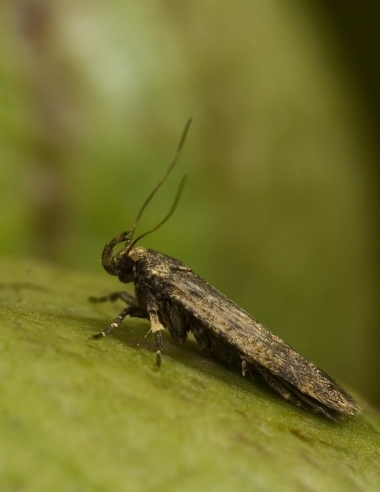 The brown-colored moth viewed from the side