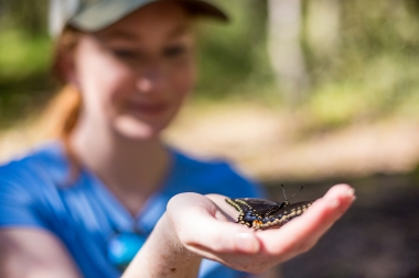 Citizen scientist holds black swallotail butterfly