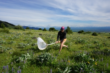 Citizen scientist catches butterfly with a net in a field