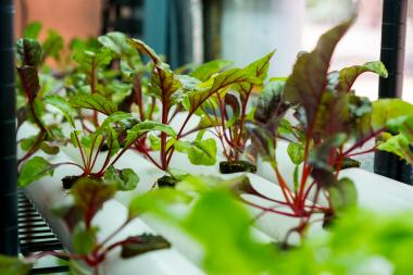 Fast-growing leafy green plants, such as chard, are ideal candidates for vertical farming. "At this point, I'm not recommending production of grains in vertical farms, because grains need really large land areas," Joel Cuello says. "They're more energy in