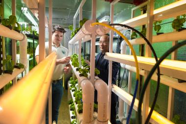 Joel Cuello and biosystems engineer senior Adrian Valois examine basil growing in the Arizona Green Box. Cuello hopes to use robotics to automate many of the systems in the vertical farm operation. 