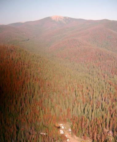Warmer wintertime temperatures are thought to boost pine beetle populations, while extended dry periods make trees more susceptible to the insects. Warmer wintertime temperatures are thought to boost pine beetle populations, while extended dry periods make trees more susceptible to the insects.