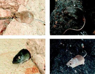 Light and dark rock pocket mice on light granite and dark basalt rocks Light and dark rock pocket mice on light granite and dark basalt rocks